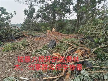广东阳西县现暴力拆迁村民价值数千万财产被毁